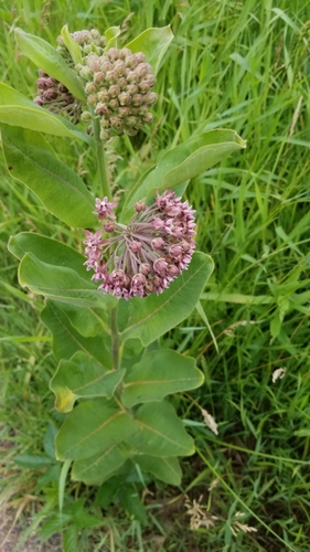 photo of Common Milkweed (Asclepias syriaca)