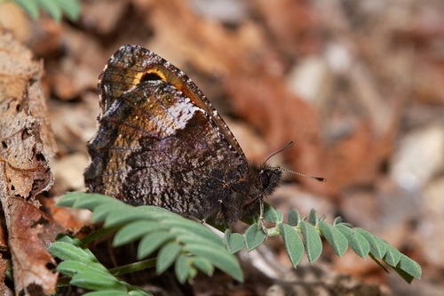 Nelia calvertii