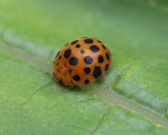 Henosepilachna sumbana