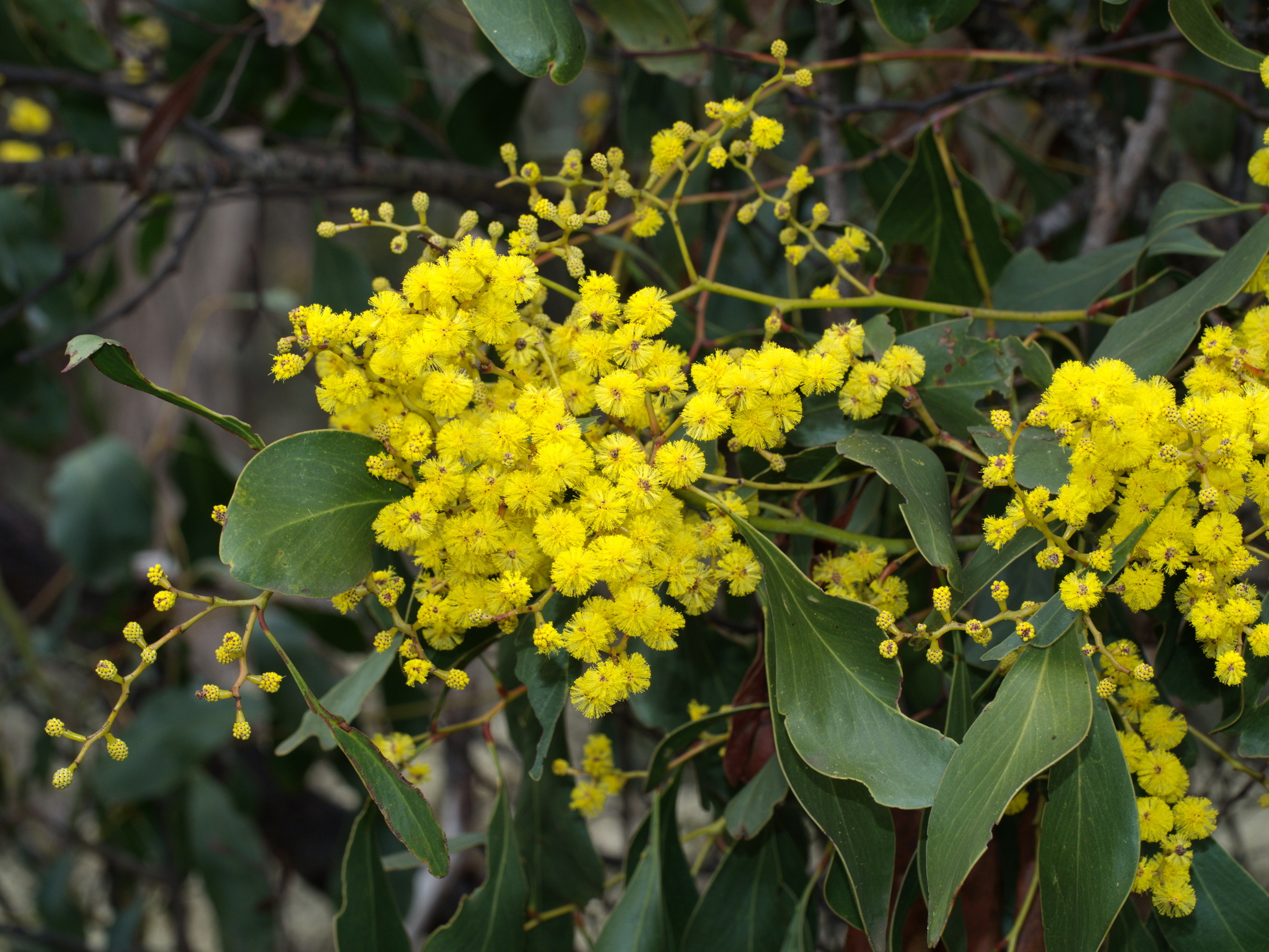 Golden Wattle (Acacia pycnantha)  iNaturalist