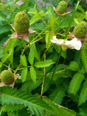 Rubus illecebrosus