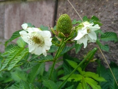 Rubus illecebrosus