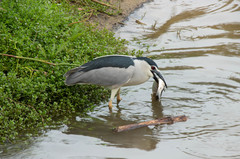 Nycticorax nycticorax