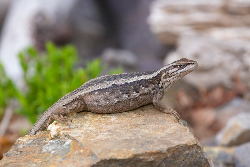 Schroeder's Tree Iguana