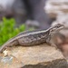 Los Queñes Smooth-throated Lizard - Photo (c) dhfischer, some rights reserved (CC BY-NC), uploaded by dhfischer
