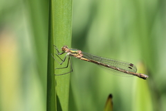 Lestes sponsa