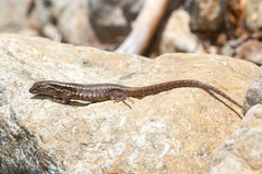 Liolaemus septentrionalis