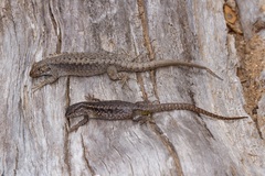 Liolaemus septentrionalis