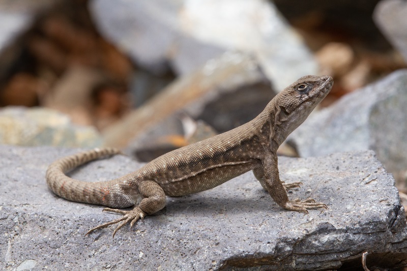 Antonieta’s lizard