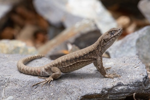 Antonieta’s lizard