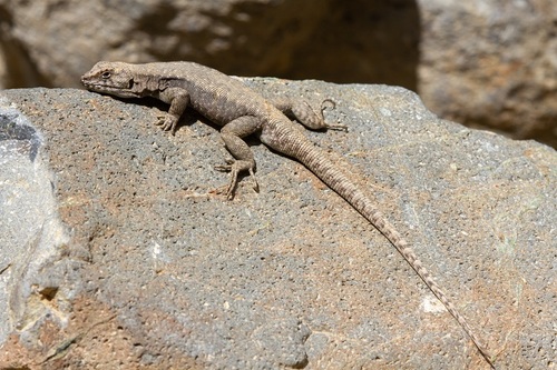 Antonieta’s lizard, Liolaemus antonietae