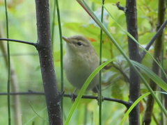 Acrocephalus scirpaceus