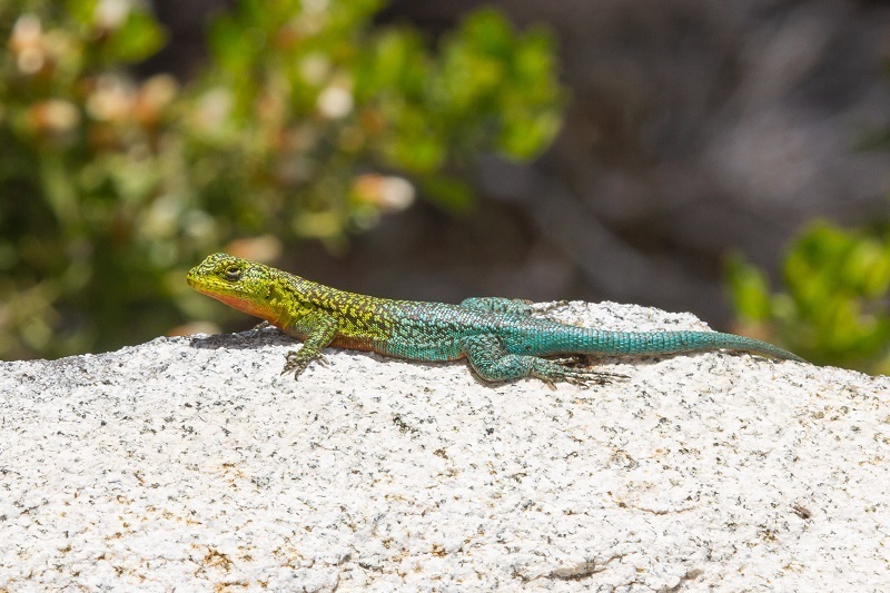 Thin Tree Iguana
