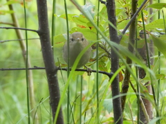 Acrocephalus scirpaceus