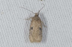 Agonopterix propinquella
