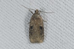 Agonopterix propinquella