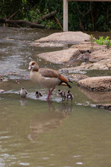 Alopochen aegyptiaca