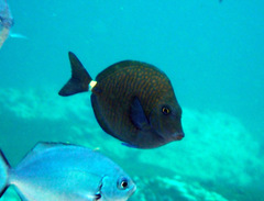 Prionurus maculatus