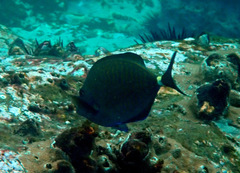 Prionurus maculatus