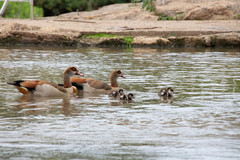 Alopochen aegyptiaca