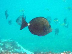 Prionurus maculatus