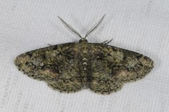 Cleorodes lichenaria