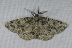 Cleorodes lichenaria
