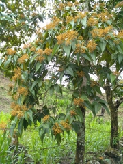 Miconia dolichorrhyncha