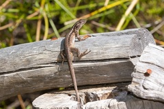 Liolaemus septentrionalis