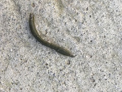 Hirudinea