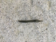 Hirudinea