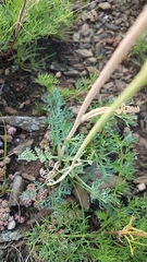 Phlojodicarpus sibiricus