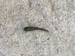 Hirudinea