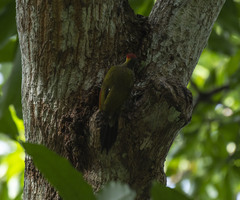 Picus chlorolophus