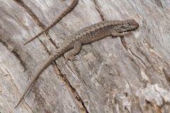 Liolaemus septentrionalis