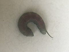 Amplypterus panopus