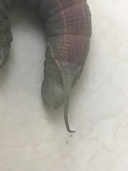 Amplypterus panopus