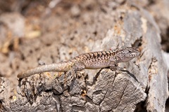 Liolaemus septentrionalis