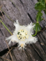 Parnassia foliosa