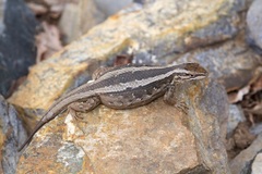 Liolaemus schroederi