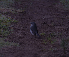 Eopsaltria georgiana