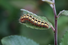 Acronicta euphorbiae