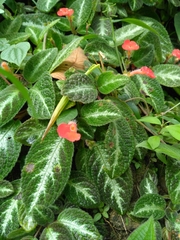 Episcia cupreata