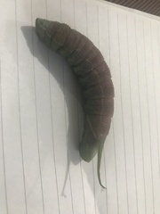 Amplypterus panopus