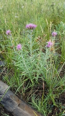 Saussurea salicifolia