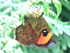 Pterodecta felderi