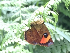 Pterodecta felderi