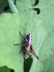 Eobiana engelhardti