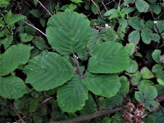 Rubus robiae