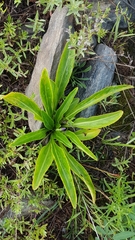 Viola gmeliniana